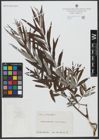Foto von Salix viminalis L.